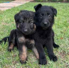 Pure Bred German Shepherd Pups
