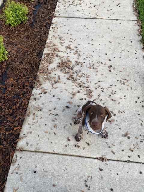 Gun dog. 